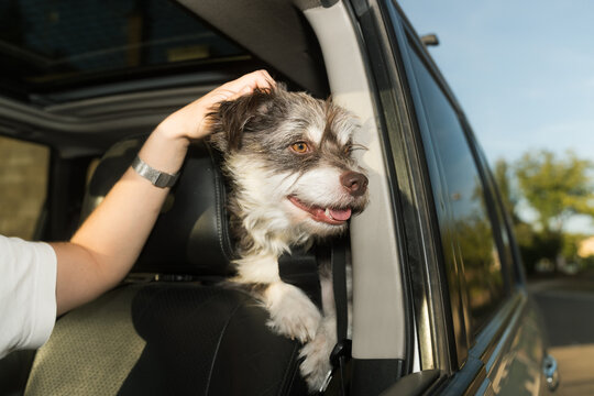 The dog enjoys the breeze while his human pets him in the car.