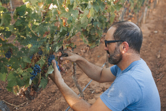 Grape harvesting: farmer cutting cluster of grapes
