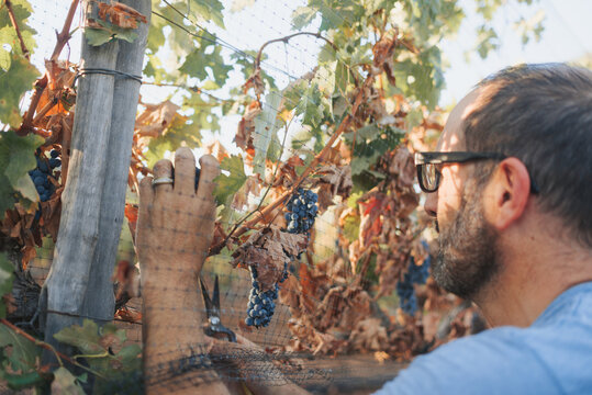 farmer grape harvesting
