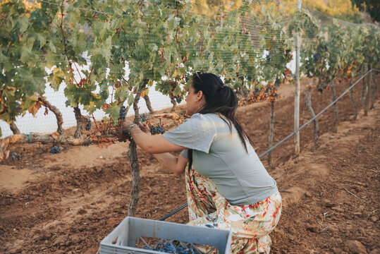 Woman harvesting organic vines in Mexico