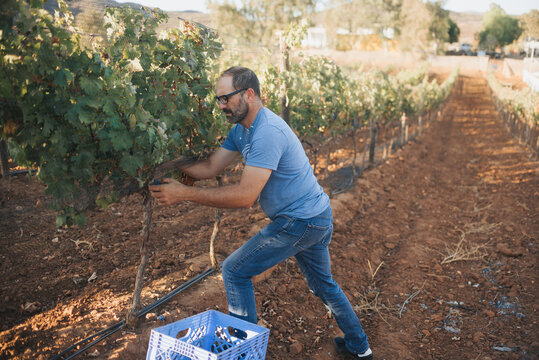 farmer grape harvesting
