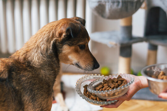 A close-up of a dog staring at the dog food