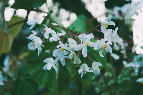 Fond d'&eacute;cran - B&eacute;gonia blanc (Begonia nitida)