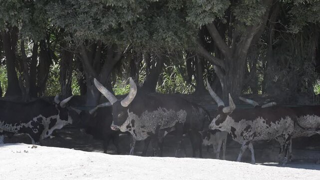 imposing Watusi bull horns in his habitat.