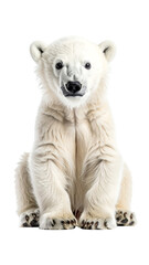 Fototapeta premium Calm Polar Bear Cub Sitting in Relaxed Pose