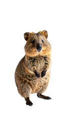 Fototapeta premium Happy Quokka Standing Against a White Background