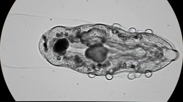 Detailed microscopic view of a single-celled protist under microscope, showcasing internal structures and movement, a fascinating glimpse into aquatic life and cellular biology for educational