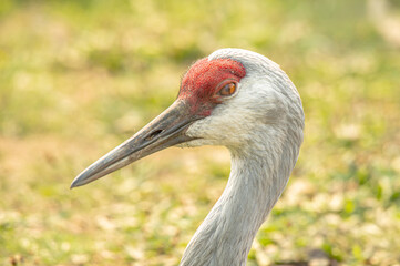 Fototapeta premium Sandhill crane