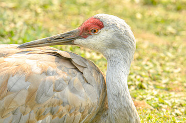 Fototapeta premium Sandhill crane