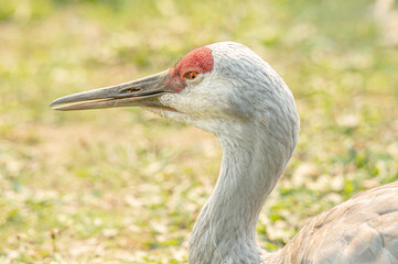 Fototapeta premium Sandhill crane