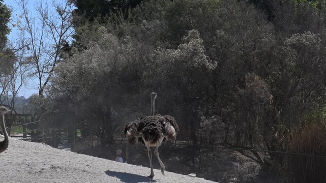  ostrich back moving its feathers.