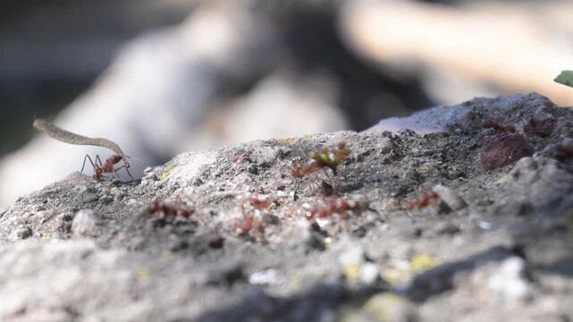 small red ants carrying leaves.