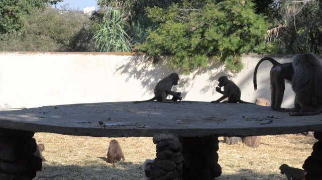 Trio of baboons fighting over a stone.