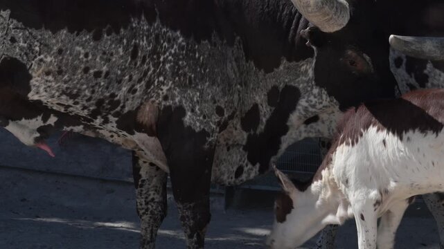 Watusi bulls walking in a group.