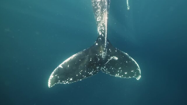 Humpback whale giant tail underwater of Pacific Ocean. Giant animal Megaptera Novaeangliae in Tonga Polynesia. Concept of family idyll of whales sea animals and underwater megafauna wildlife nature.