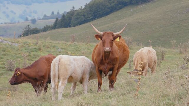 Cantal, France, agriculture, livestock. A group of Salers and white cows standing on a green mountain pasture in the Auvergne region.
