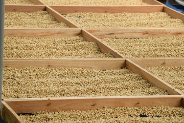 Close up of coffee beans drying in the sun