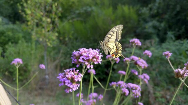 Macro shot of Swallowtail butterfly Papilio machaon resting on purple Verbena flower head. Detailed view of insect wings and body in green garden setting during French summer day.