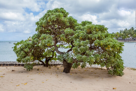 Arbre veloutier bord de mer &agrave; l&rsquo;&icirc;le Maurice 