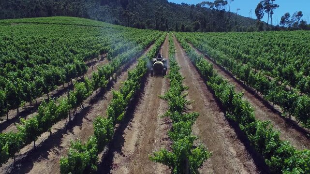 Low aerial follows farmer spraying pesticide on grape vines in vineyard