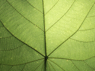 Obraz premium Close-up of green leaf veins with natural backlight, creating an organic texture background. Fresh botanical pattern symbolizing nature, sustainability, growth, and eco-friendly concepts.