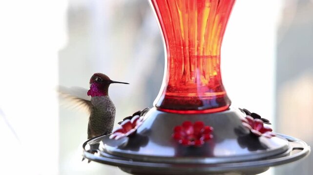 Hummingbird interacting with a red backyard feeder, alternating between hovering and brief perching while drinking nectar. Natural daylight scene with soft background blur and stable close framing.