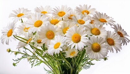 Obraz premium Vouquet Of White Camomiles Isolated On White Background Field Wild Chamomile Spring Or Summer Blossom Blooming Field Flower