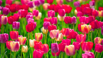Obraz premium Spring tulips floral background texture. Blooming tulips pattern for seasonal design. Floral design background with tulip field. Field of tulips with fresh spring mood.