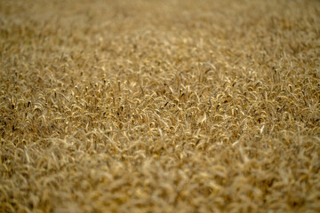 Naklejka premium Close-up of a golden ear of wheat ready for harvest in a rural field. Ear of wheat swaying gently in the natural outdoor breeze. Rustic farmland with detailed ear of wheat in the foreground.