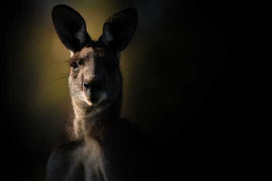Male Eastern Grey Kangaroo defending his territory at Wacol, Brisbane.