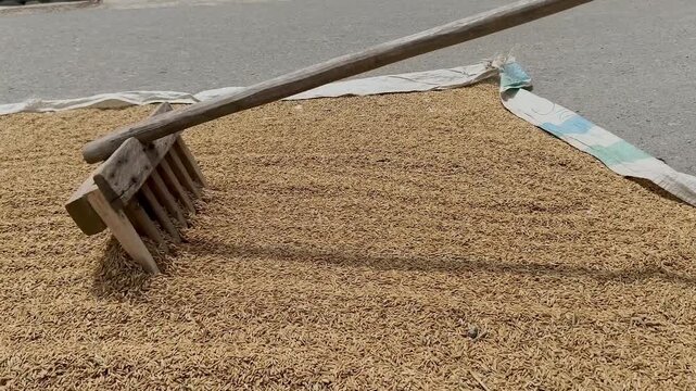 A person uses a wooden rake to spread out a large quantity of rice grains on a flat surface. 