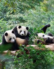 Fototapeta premium Giant panda group playing in the zoo