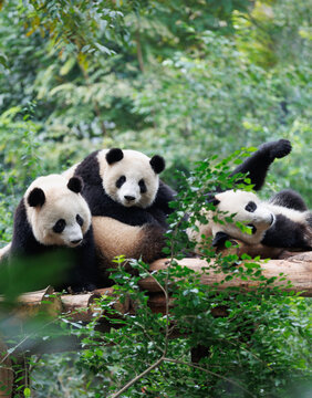 Giant panda group playing in the zoo