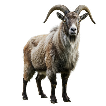 Himalayan Blue Sheep Bharal standing on white background, full body, front view