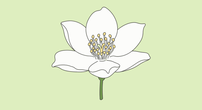 A delicate vector jasmine flower illustration with white petals and yellow stamens on a soft green background.