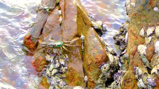 Green turquoise crab on rocks at beach water waves Thailand.