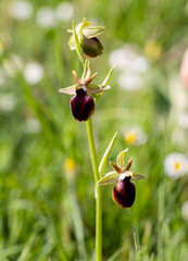 Ophrys helenae in a natural habitat in Greece © georgigerdzhikov