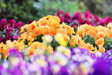 カラフルな春の花