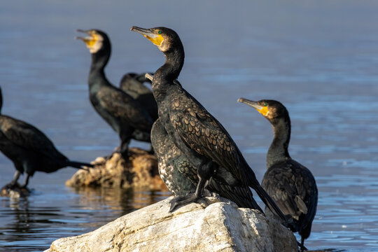 Great Cormorant (Phalacrocorax carbo) in natural habitat