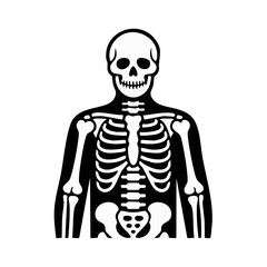 Human Skeleton Illustration.