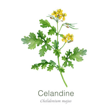 Greater celandine plant watercolor illustration isolated on white background. Hand drawn chelidonium majus medicinal plant vintage style botanical image. Celandine wildflower herbal natural remedy