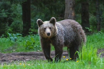 Fototapeta premium Brown Bear close up portrait in the nature