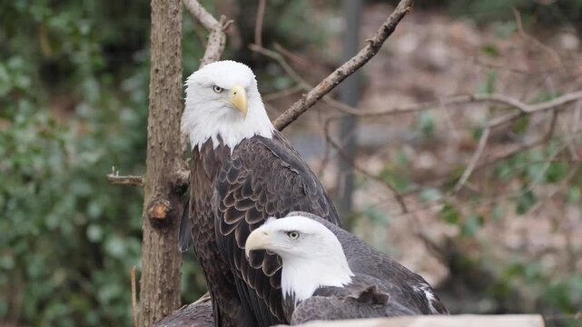 american bald eagle