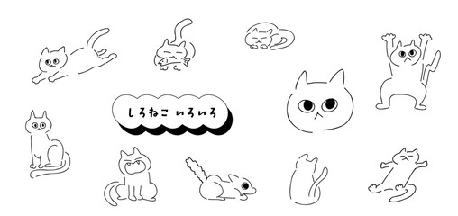 しろねこ！いろいろ｜白猫,短毛猫｜long-haired cat