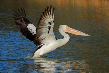 A large Australian pelican (Pelecanus conspicillatus) taking flight from water, South Australia
