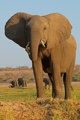 Fototapeta premium A large African elephant (Loxodonta africana) in natural habitat, Chobe National Park, Botswana