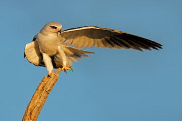 A black-winged kite (Elanus caeruleus) perched on a branch against a clear blue sky, South Africa