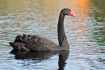 A graceful black swan (Cygnus atratus) swimming in a pond, South Australia