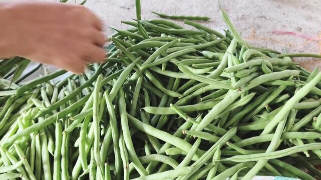 A person sorts through a pile of fresh green beans. 