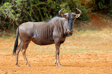 A blue wildebeest (Connochaetes taurinus) standing in natural habitat, Mokala National Park, South Africa